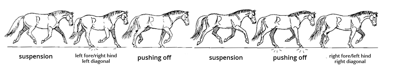 horse gaits diagram