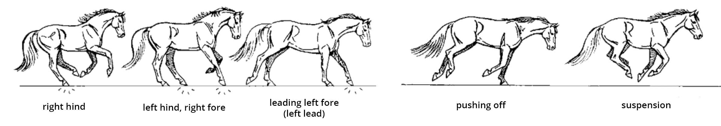 horse gaits diagram